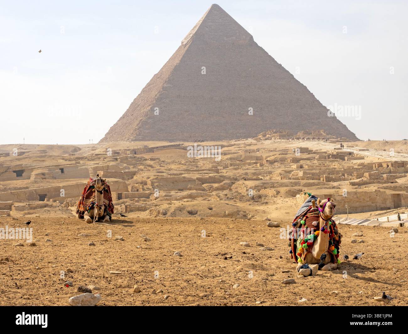 Chameaux aux Pyramides de Gizeh Banque D'Images