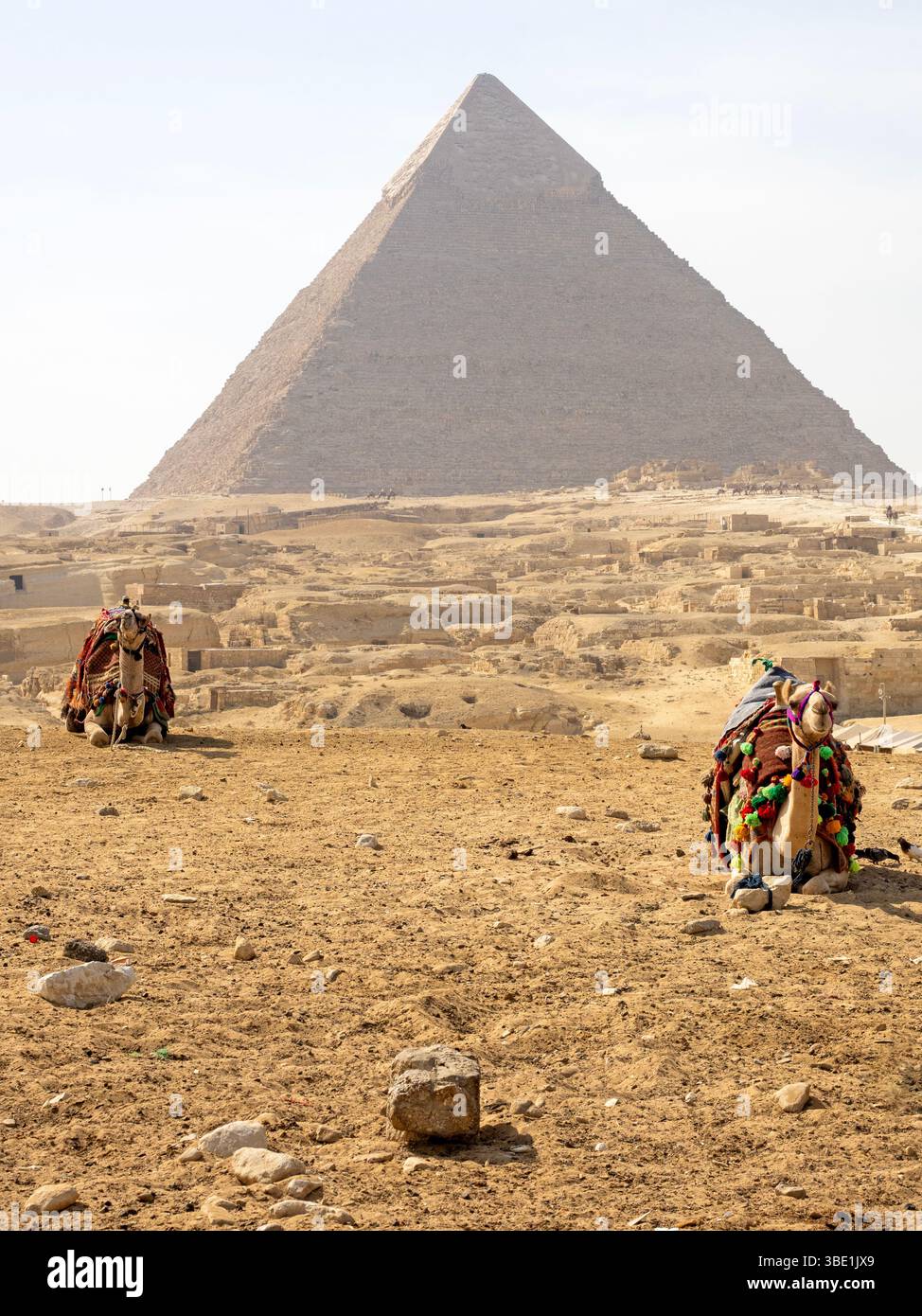 Chameaux aux Pyramides de Gizeh Banque D'Images