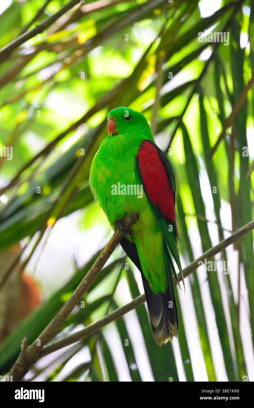 Eclectus Parrott Eclectus roratus, Bali, Indonésie, Asie du Sud-est. Banque D'Images
