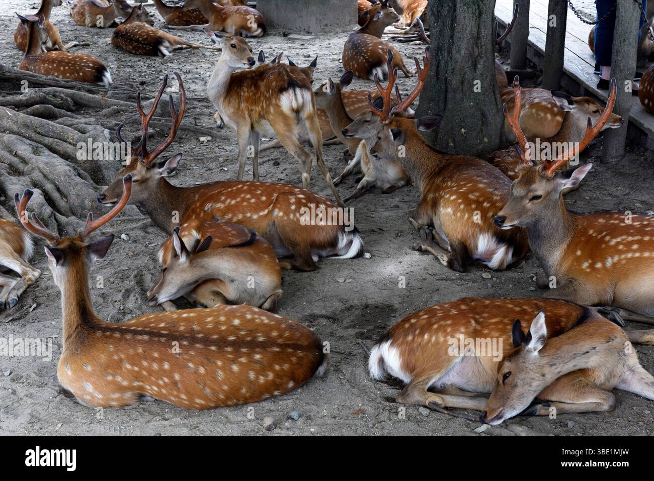 Faon de cerf Sika à Nara, Japon, Asie. Banque D'Images