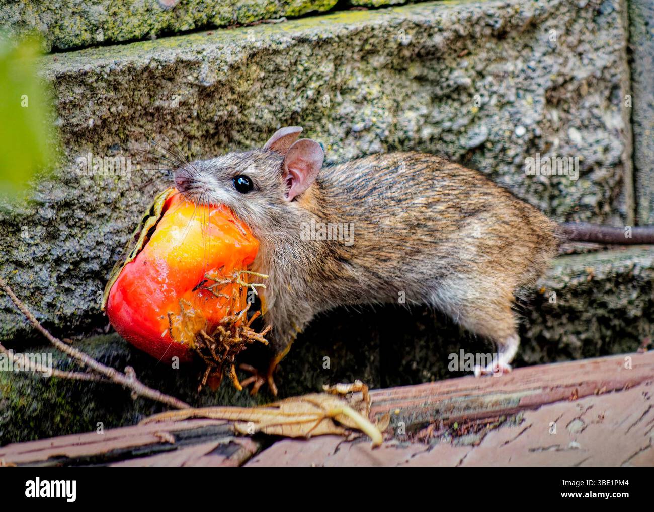 Rat brun urbain butinant avec pomme dans une ruelle en béton, gros plan sur le comportement commun des rongeurs Banque D'Images