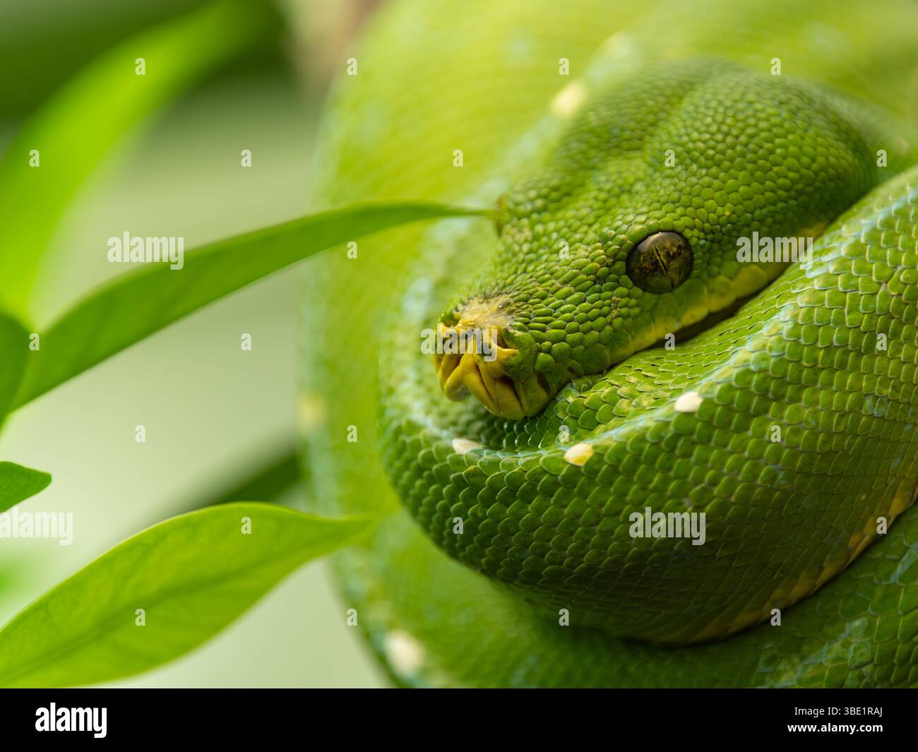 Stuttgart, Allemagne. 25 mai 2025. Un python d'arbre vert tient sur une branche dans un terrarium à Wilhelma. Crédit : Silas Stein/dpa/Alamy Live News Banque D'Images