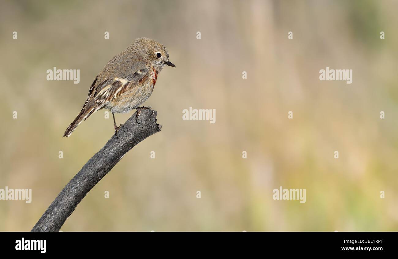 Oiseau rouge-rouge écarlate femelle (Petroica boodang), perché sur bâton au soleil avec bokeh Anglesea, Victoria, Australie Banque D'Images