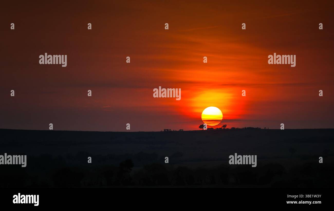 Arbres à l'horizon au lever du soleil dans le Masai Mara, Kenya. Silhouette contre ciel coloré avec le soleil à l'horizon. Banque D'Images