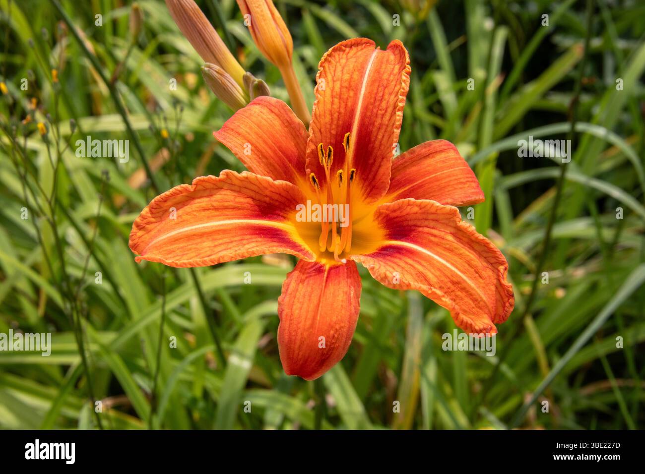 Gros plan d'une fleur de jour fauve Banque D'Images