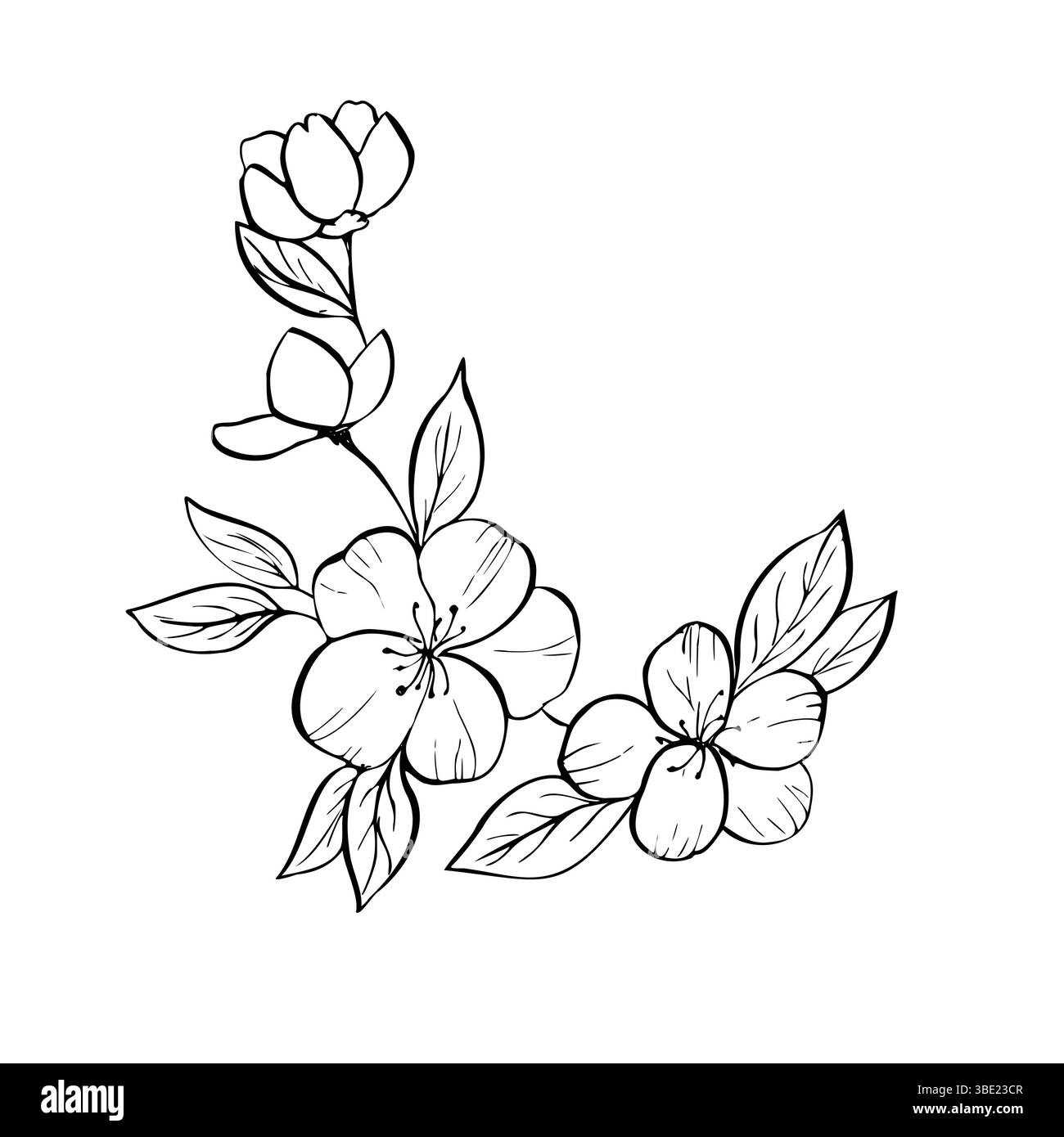 Vecteur délicate fleur de pomme avec des feuilles. Contour linéaire peint à la main cerise japonaise, pêche, fleurs d'amande. Clipart graphique isolé. Botanique Illustration de Vecteur Vecteur délicate fleur de pomme avec des feuilles. Contour linéaire peint à la main cerise japonaise, pêche, fleurs d'amande. Clipart graphique isolé. Botanique Illustration de Vecteur