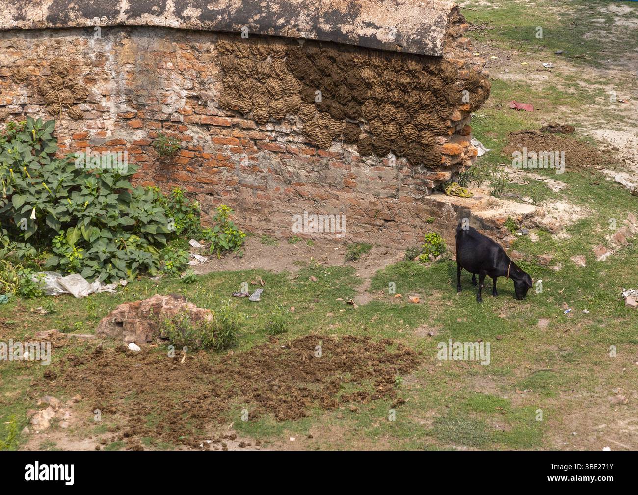 Séchage de gâteaux de bouse de vache sur le mur d'un vieux bâtiment pour utilisation comme combustible, Dhaka Division, Shivalaya, Bangladesh Banque D'Images