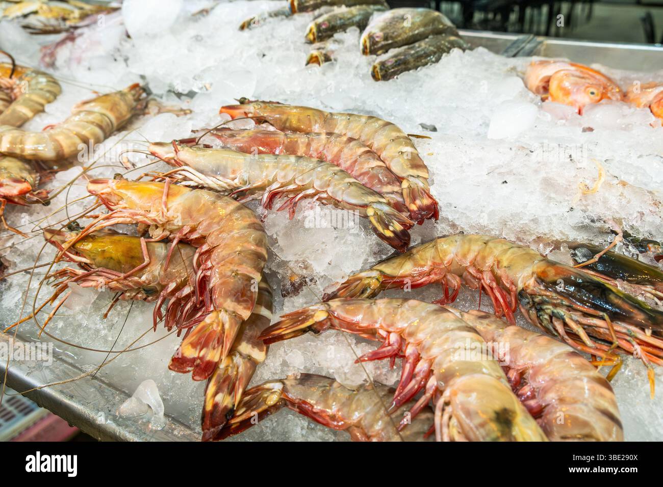 Crevettes tigrées fraîches exposées sur de la glace pilée au comptoir de fruits de mer dans le supermarché pour la vente. Refroidissement de crevettes géantes sur l'étagère de l'épicerie dans Banque D'Images