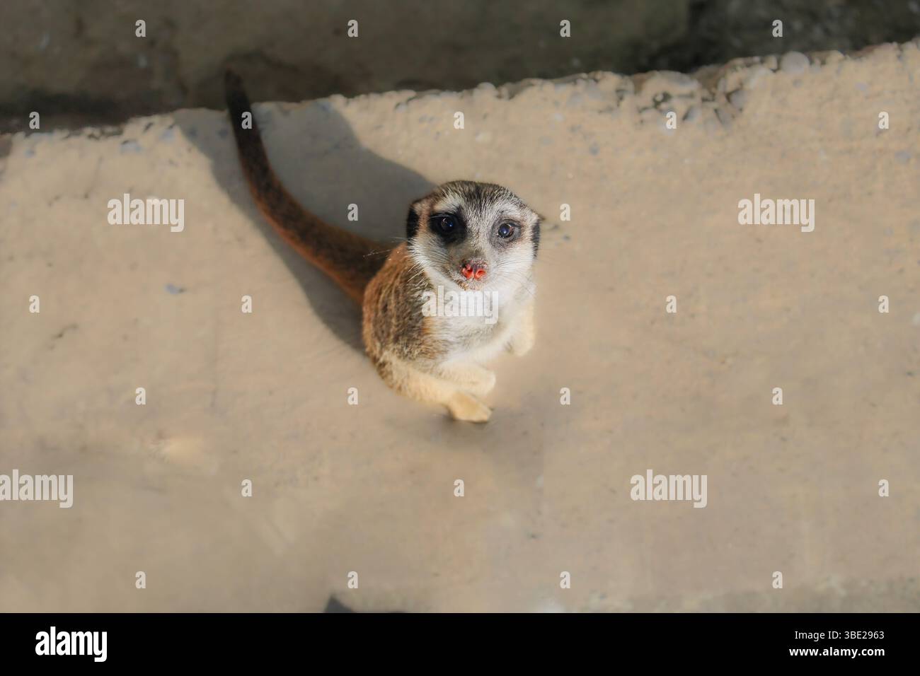 Cute Meerkat regardant vers le haut avec des yeux curieux - photographie d'animaux sauvages Banque D'Images