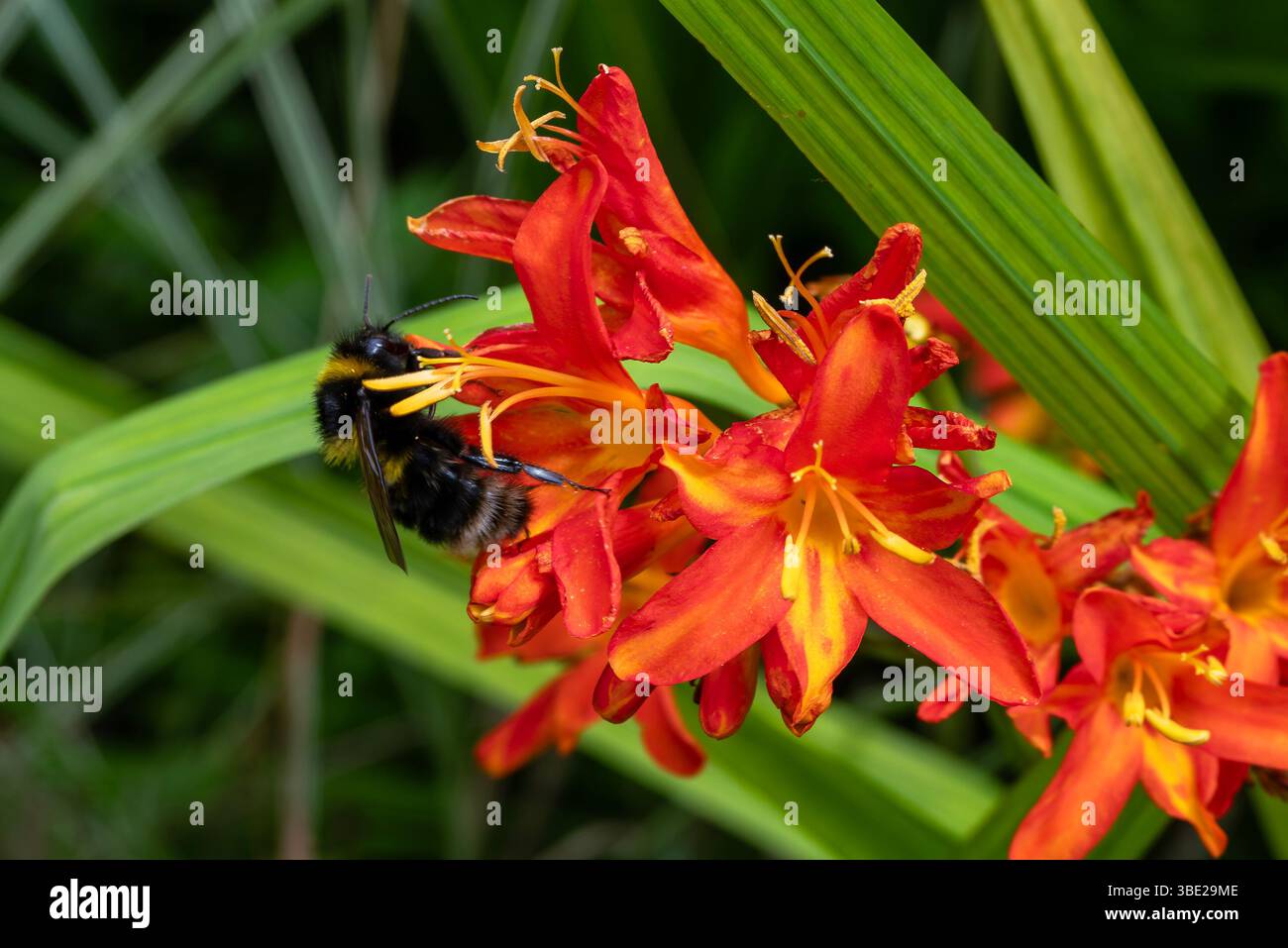 Garden Bumblebee (Bombus hortorum) un insecte volant d'abeille commun trouvé au Royaume-Uni et en Europe recueillant du nectar sur une plante de fleur rouge Crocosmia 'Spitfire', Banque D'Images