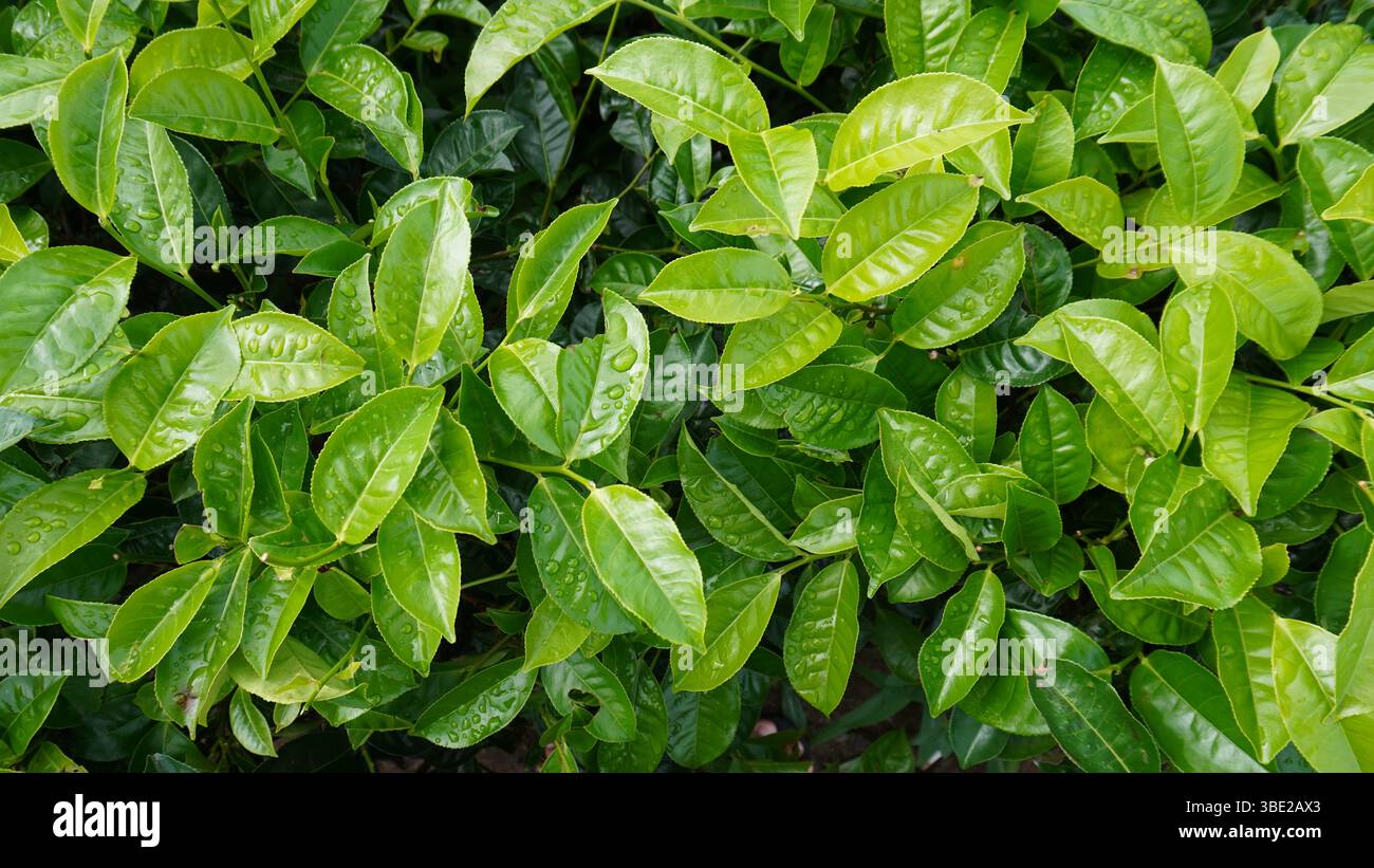 plantes de feuilles de thé fraîches dans le jardin Banque D'Images