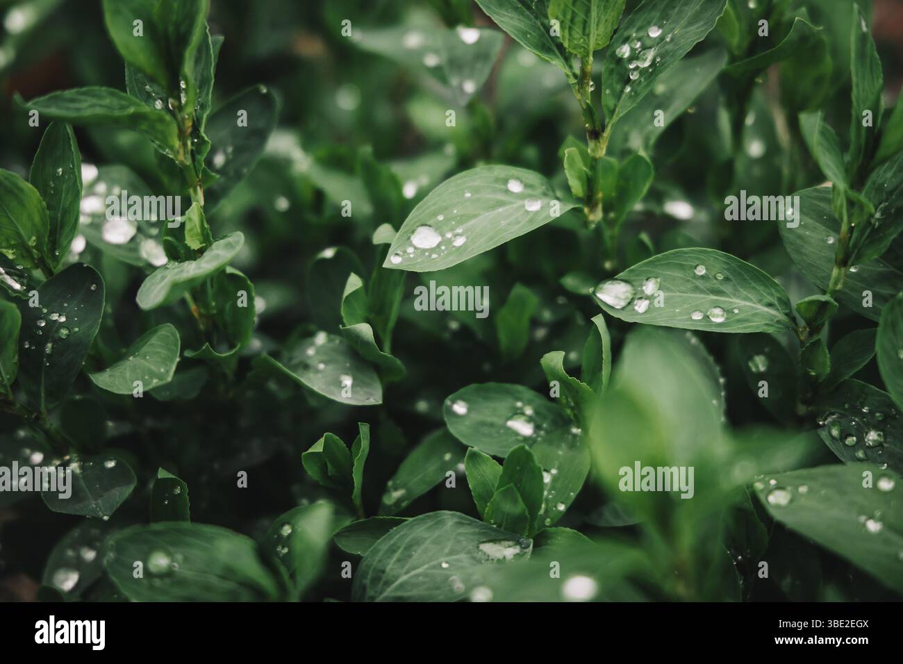 La rosée s'accroche aux feuilles dans la lumière froide de l'aube, cinématographique, de mauvaise humeur et sereine. Un moment immobile de poésie de la nature, parfait pour la narration visuelle. Banque D'Images