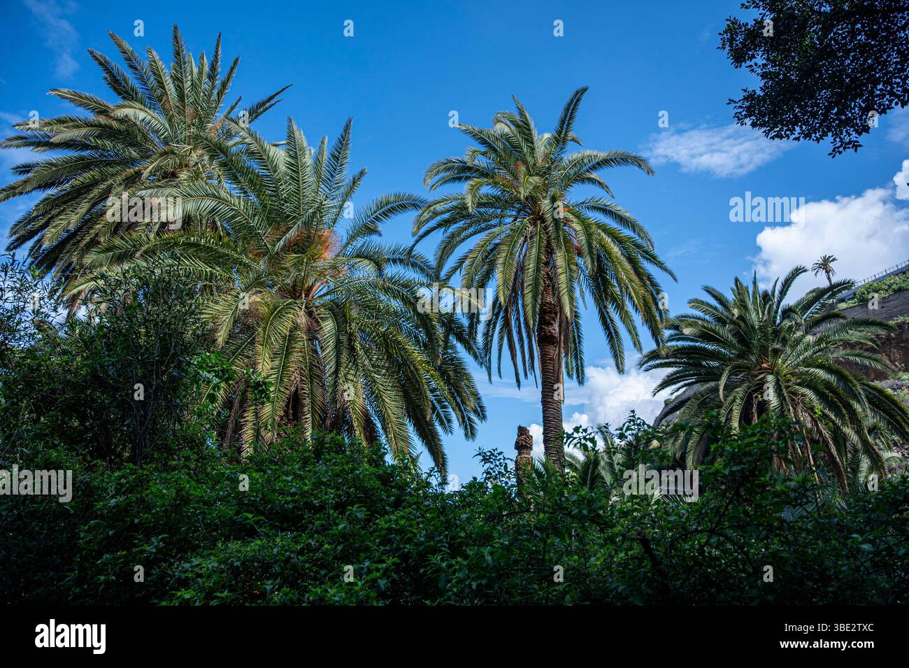 Un palmier est au premier plan d'une forêt. Le ciel est bleu et le palmier est grand Banque D'Images