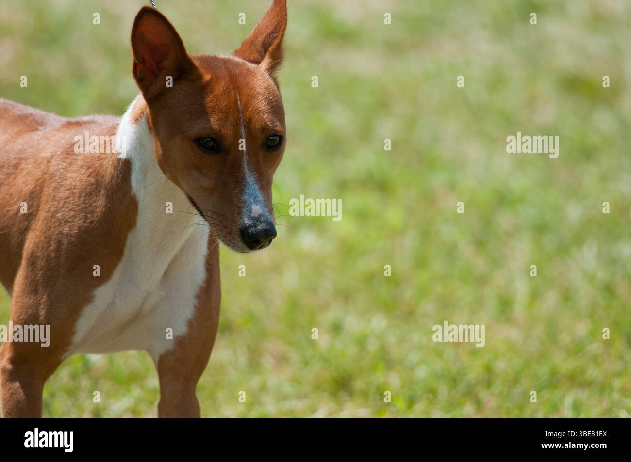 Basenji gros plan avec fond d'herbe verte Banque D'Images
