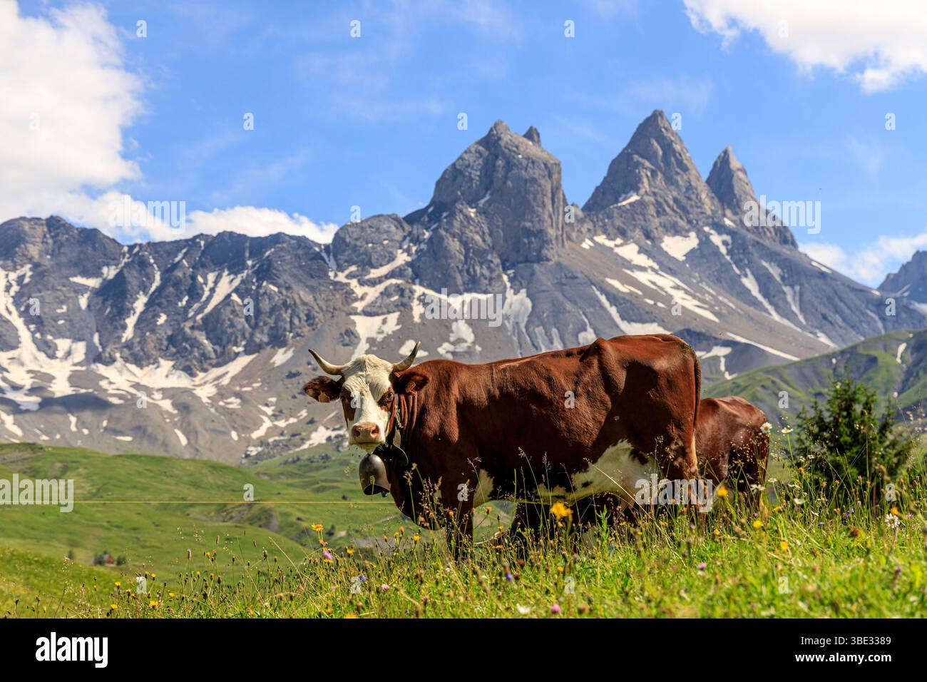France, Savoie, Albiez-Montrond, vaches dans les pâturages (AOC Beaufort) au pied des aiguilles d'Arves, de gauche à droite l'aiguille septentrionale ou Tête de Chat (3364 m), l'aiguille centrale (3513 m) et l'aiguille méridionale (3514 m) Banque D'Images