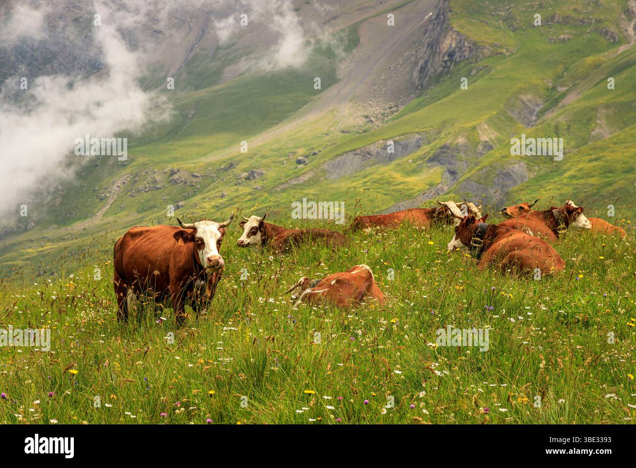 France, Savoie, Albiez-Montrond, vaches dans les alpages (Beaufort appellation d'origine contrôlée) au pied des aiguilles d'Arves Banque D'Images