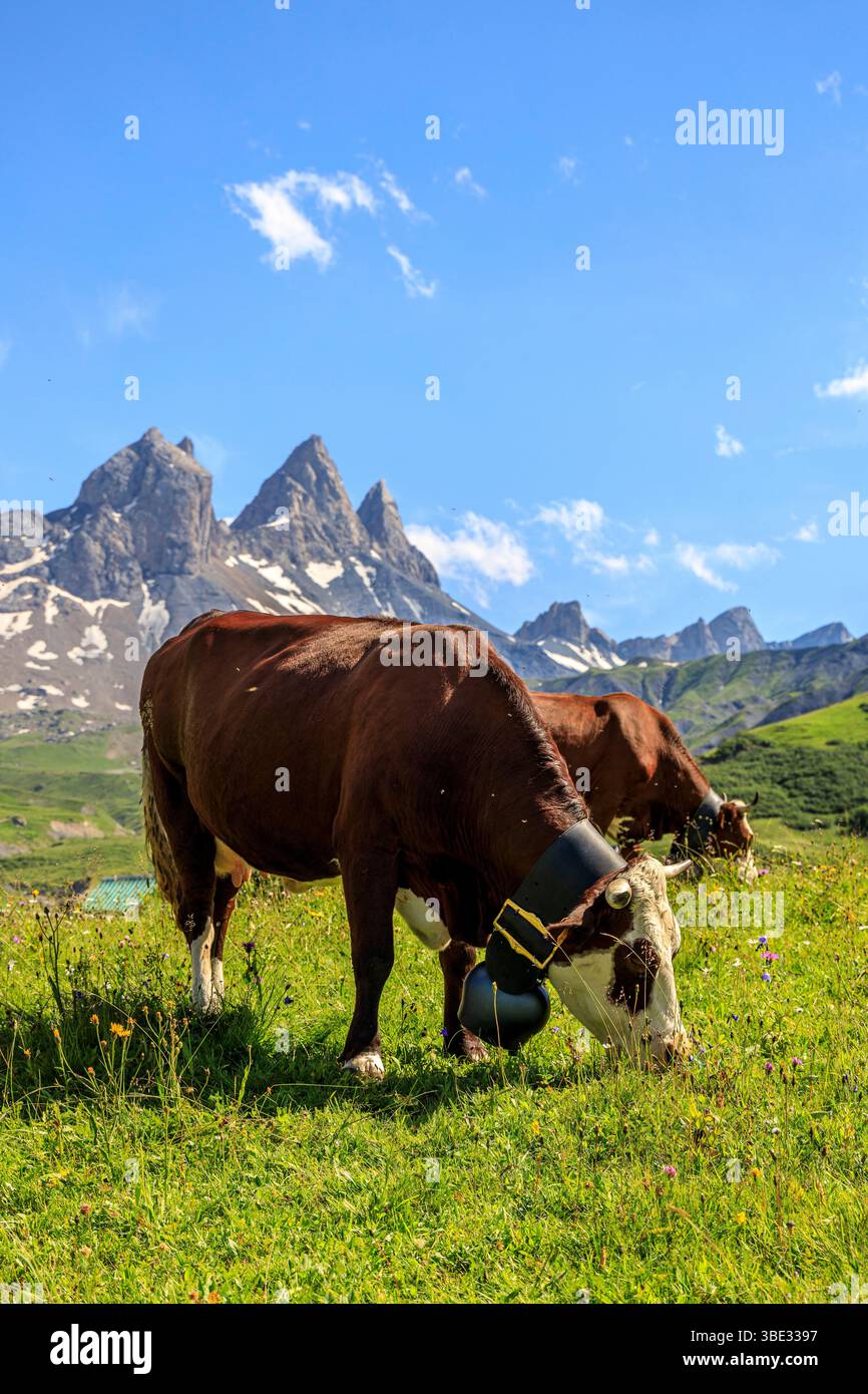 France, Savoie, Albiez-Montrond, vaches dans les pâturages (AOC Beaufort) au pied des aiguilles d'Arves, de gauche à droite l'aiguille septentrionale ou Tête de Chat (3364 m), l'aiguille centrale (3513 m) et l'aiguille méridionale (3514 m) Banque D'Images