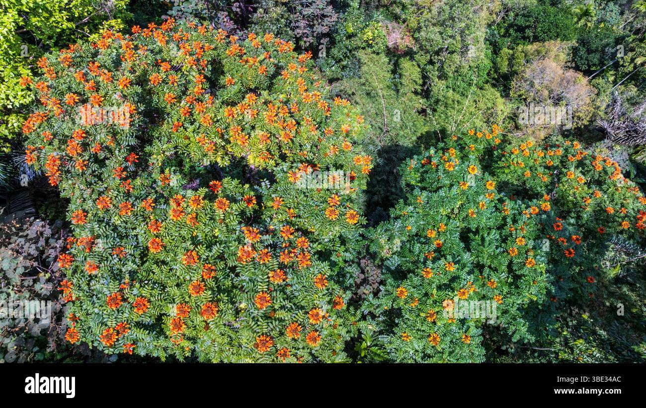 Indonésie, île de Java, province de Banyuwangi, Java oriental, non loin du village de Segobang, canopée tropicale et Gabon Tulipe (Spathodea campanulata) en fleurs (vue aérienne) Banque D'Images Indonésie, île de Java, province de Banyuwangi, Java oriental, non loin du village de Segobang, canopée tropicale et Gabon Tulipe (Spathodea campanulata) en fleurs (vue aérienne) Banque D'Images
