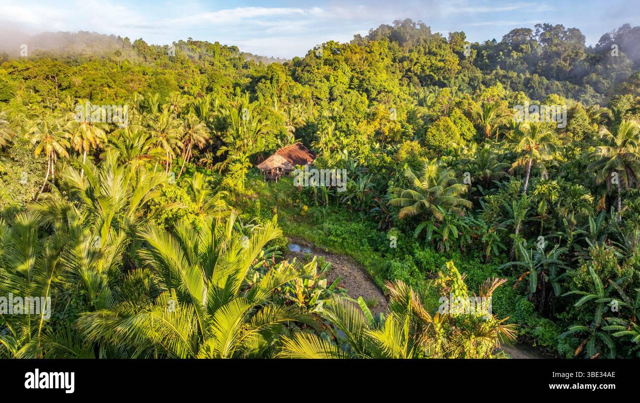 Indonésie, archipel de Mentawai, île de Siberut, parc national de Siberut, réserve de biosphère, peuple Mentawai ou Flower, vue aérienne de la forêt tropicale au lever du soleil (vue aérienne) Banque D'Images Indonésie, archipel de Mentawai, île de Siberut, parc national de Siberut, réserve de biosphère, peuple Mentawai ou Flower, vue aérienne de la forêt tropicale au lever du soleil (vue aérienne) Banque D'Images