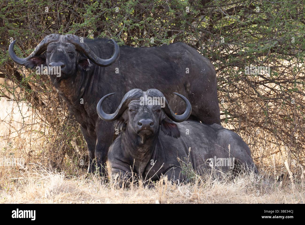 Tanzanie, Randilen, WMA (Wildlife Management Area) deux buffles africains (Syncerus caffer) ils peuvent atteindre 17 m de hauteur et 34 m de longueur, avec des cornes de 15 m et un poids de 900 kg. C'est la seule espèce du genre Syncerus avec le léopard africain, l'éléphant africain, le rhinocéros noir et le lion africain, il fait partie du soi-disant grand groupe de cinq mammifères autrefois craint et respecté par les chasseurs africains Banque D'Images