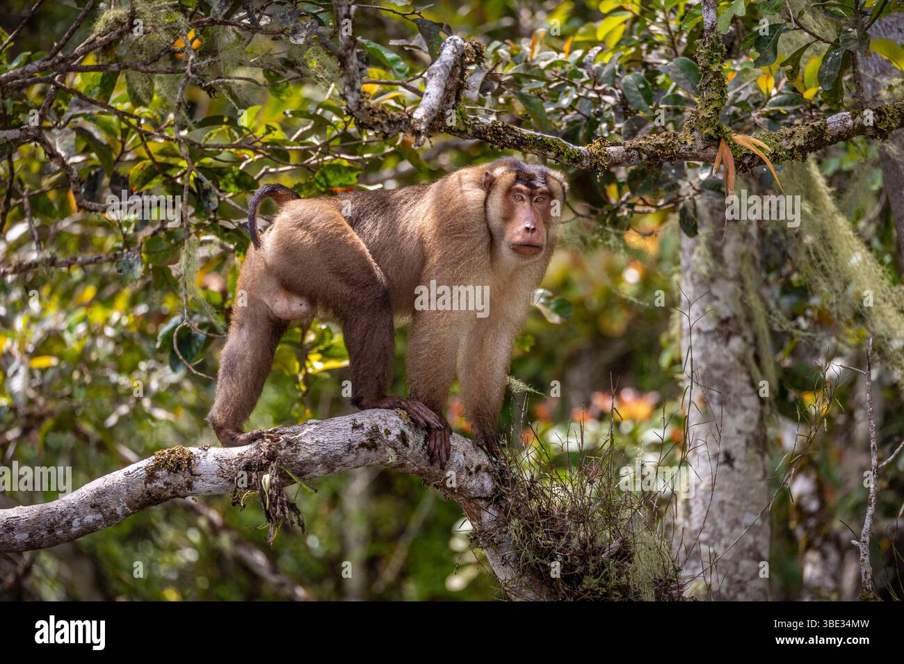 Indonésie, île de Sumatra, province de Jambi, îles Sunda macaque à queue de cochon (Macaca nemestrina) sur la rive de la rivière Batang Sangir Banque D'Images Indonésie, île de Sumatra, province de Jambi, îles Sunda macaque à queue de cochon (Macaca nemestrina) sur la rive de la rivière Batang Sangir Banque D'Images