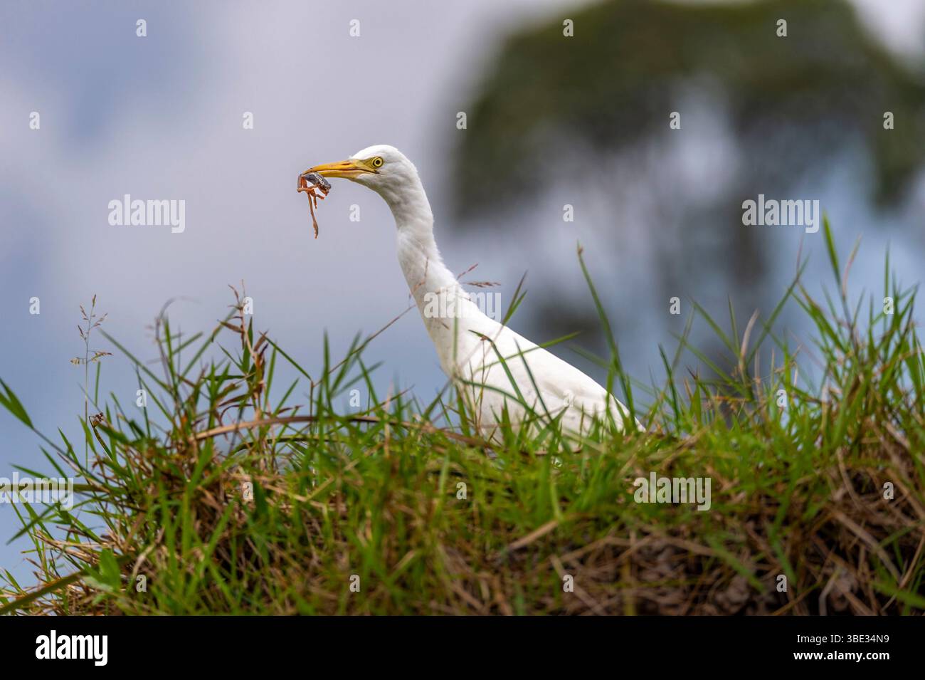 Indonésie, île de Sumatra, province de Jambi, aigrettes enneigées (Egretta thula) sur la rive de la rivière Batang Sangir Banque D'Images Indonésie, île de Sumatra, province de Jambi, aigrettes enneigées (Egretta thula) sur la rive de la rivière Batang Sangir Banque D'Images