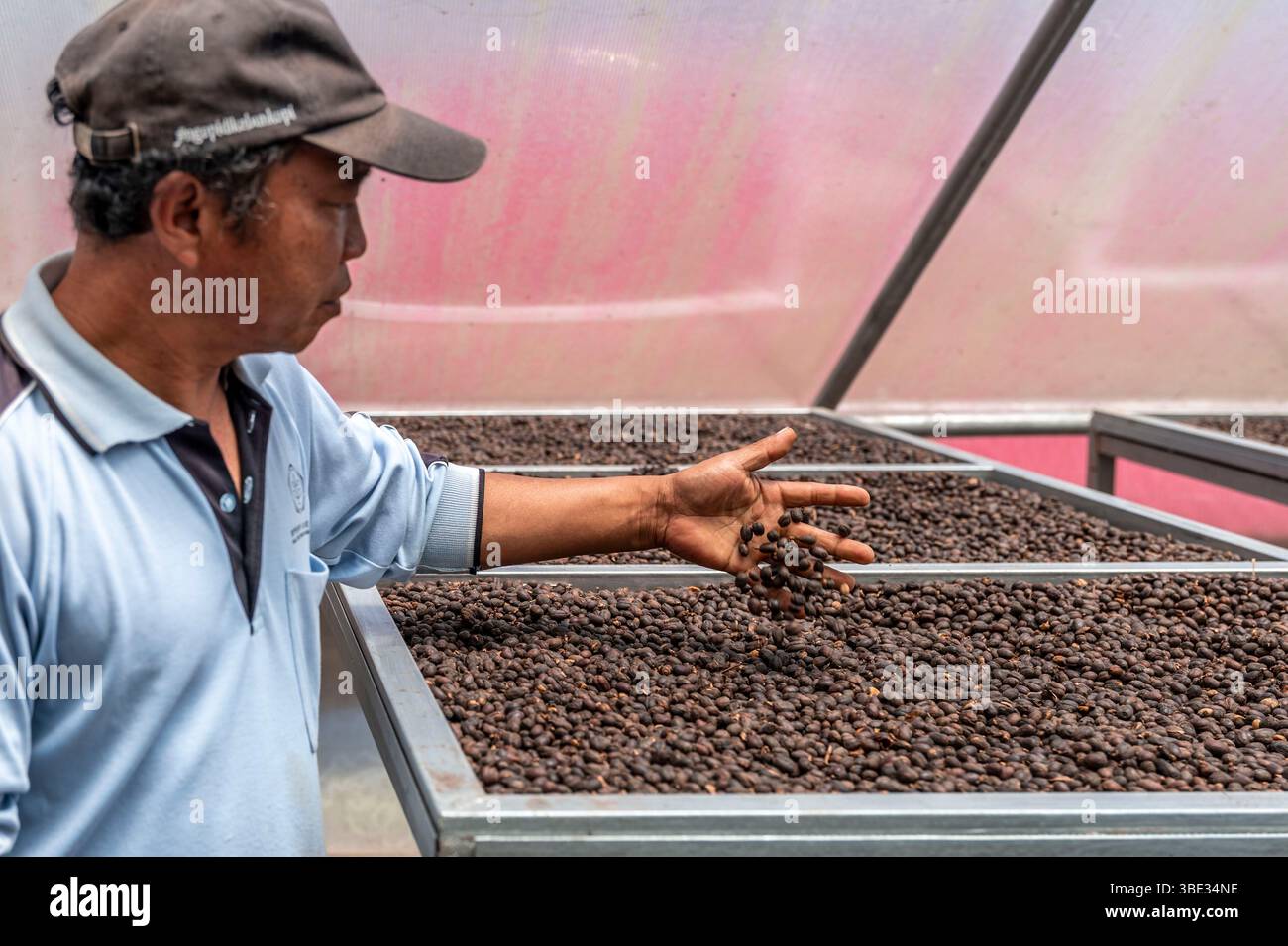 Indonésie, île de Sumatra, province de Jambi, Kerinci, sur la plantation de café HT Arabica, les grains de café sèchent dans une serre à une température de 47°C. Banque D'Images Indonésie, île de Sumatra, province de Jambi, Kerinci, sur la plantation de café HT Arabica, les grains de café sèchent dans une serre à une température de 47°C. Banque D'Images
