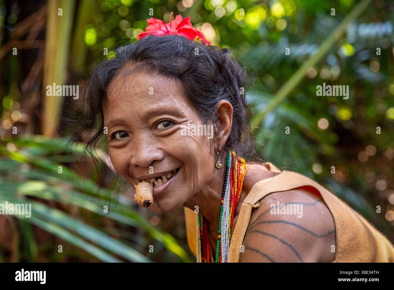 Indonésie, archipel de Mentawai, île de Siberut, parc national de Siberut, réserve de biosphère, chez les Mentawai ou les Fleur, à la recherche de larves de palmier rouge (Rhynchophorus ferrugineus) ou de vers de palmier dans un tronc de sagou (Metroxylon sagu) Banque D'Images