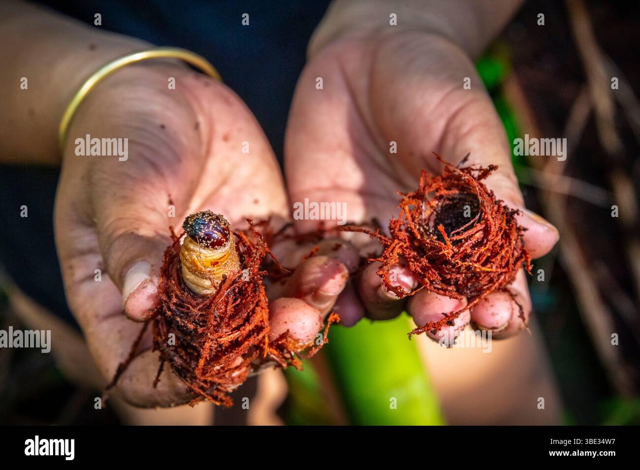 Indonésie, archipel de Mentawai, île de Siberut, parc national de Siberut, réserve de biosphère, chez les Mentawai ou les Fleur, à la recherche de larves de palmier rouge (Rhynchophorus ferrugineus) ou de vers de palmier dans un tronc de sagou (Metroxylon sagu) Banque D'Images