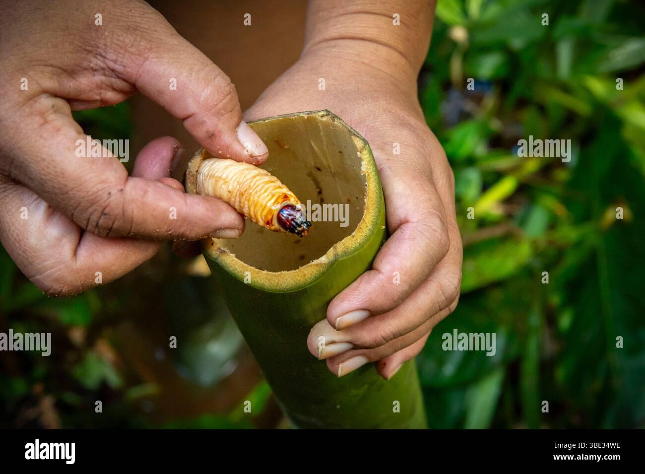 Indonésie, archipel de Mentawai, île de Siberut, parc national de Siberut, réserve de biosphère, chez les Mentawai ou les Fleur, à la recherche de larves de palmier rouge (Rhynchophorus ferrugineus) ou de vers de palmier dans un tronc de sagou (Metroxylon sagu) Banque D'Images