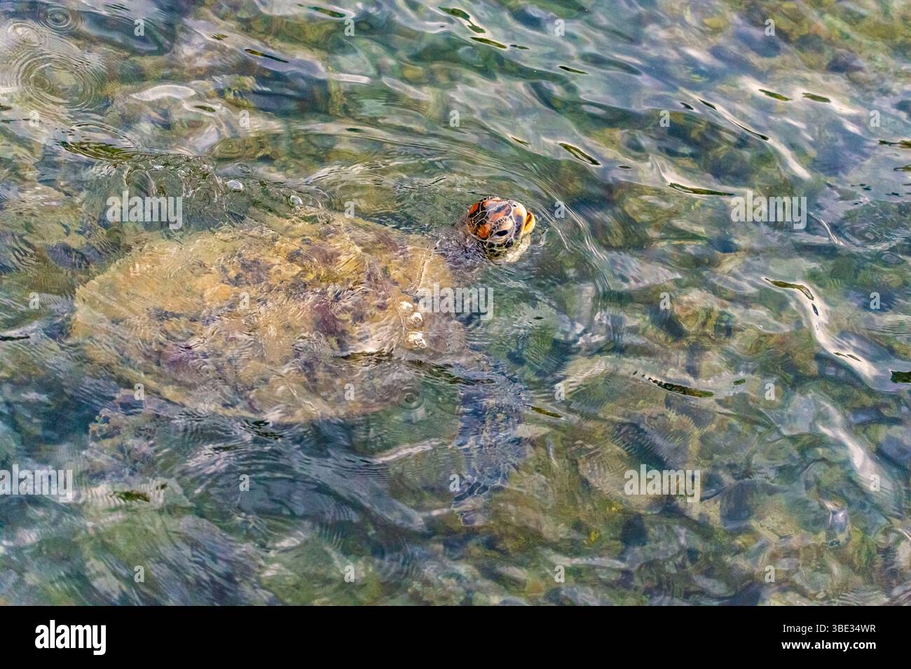 Indonésie, île de Sumatra, Pesisir Selatan, village de Sungai Pinang, tortue verte (Chelonia mydas) prenant un souffle de surface Banque D'Images