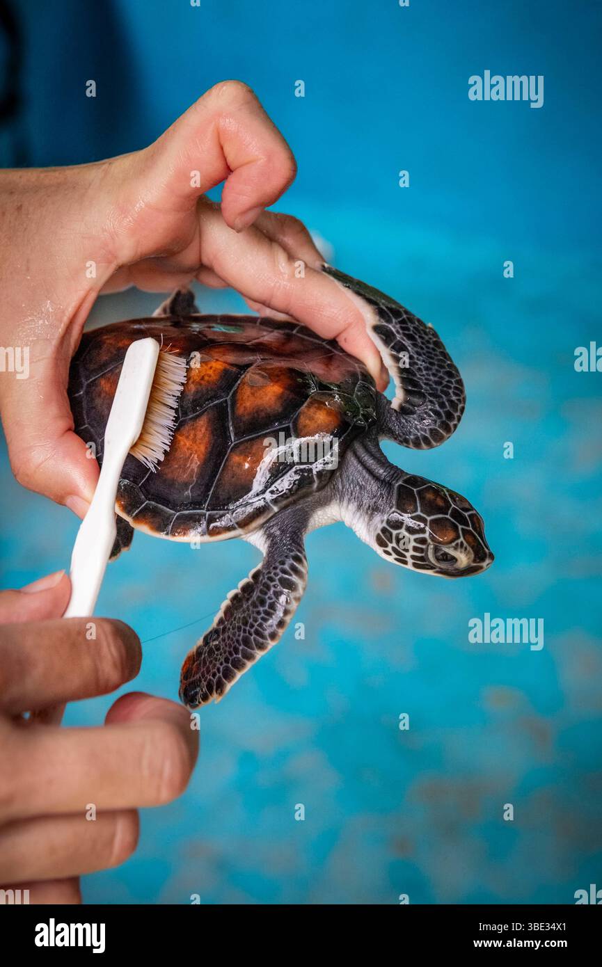 Indonésie, île de Sumatra, Pesisir Selatan, village de Sungai Pinang, Ricky's Beach House hôtel projet de protection des tortues de mer, ici une tortue verte (Chelonia mydas) dans la pépinière. Les nouveau-nés de tortues sont prélevés de leurs nids, nourris et brossés pour les protéger des parasites jusqu’à l’âge de 4 à 6 mois, pour augmenter leurs chances de survie lorsqu’ils sont réintroduits dans leur milieu naturel Banque D'Images