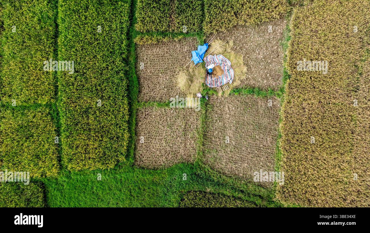 Indonésie, île de Sumatra, province de Jambi, village de Semurup, dans les rizières (vue aérienne) Banque D'Images Indonésie, île de Sumatra, province de Jambi, village de Semurup, dans les rizières (vue aérienne) Banque D'Images
