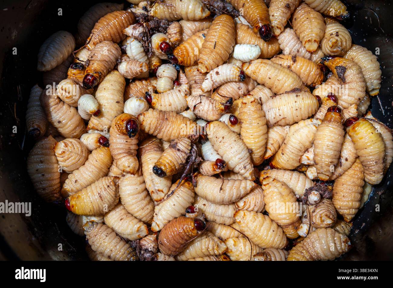 Indonésie, archipel de Mentawai, île de Siberut, parc national de Siberut, réserve de biosphère, chez les Mentawai ou les Fleur, à la recherche de larves de palmier rouge (Rhynchophorus ferrugineus) ou de vers de palmier dans un tronc de sagou (Metroxylon sagu) Banque D'Images