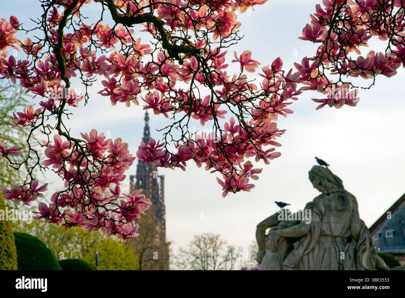 La France, Bas Rhin, Strasbourg, quartier Neustadt datant de la période allemande inscrite au Patrimoine Mondial de l'UNESCO, Place de la République, de magnolia en fleur, monument aux morts, une mère tient son fils mort deux, l'un regarde au-dessus de la France et de l'autre regarde au-dessus de l'Allemagne et de la cathédrale Notre-Dame en arrière-plan Banque D'Images