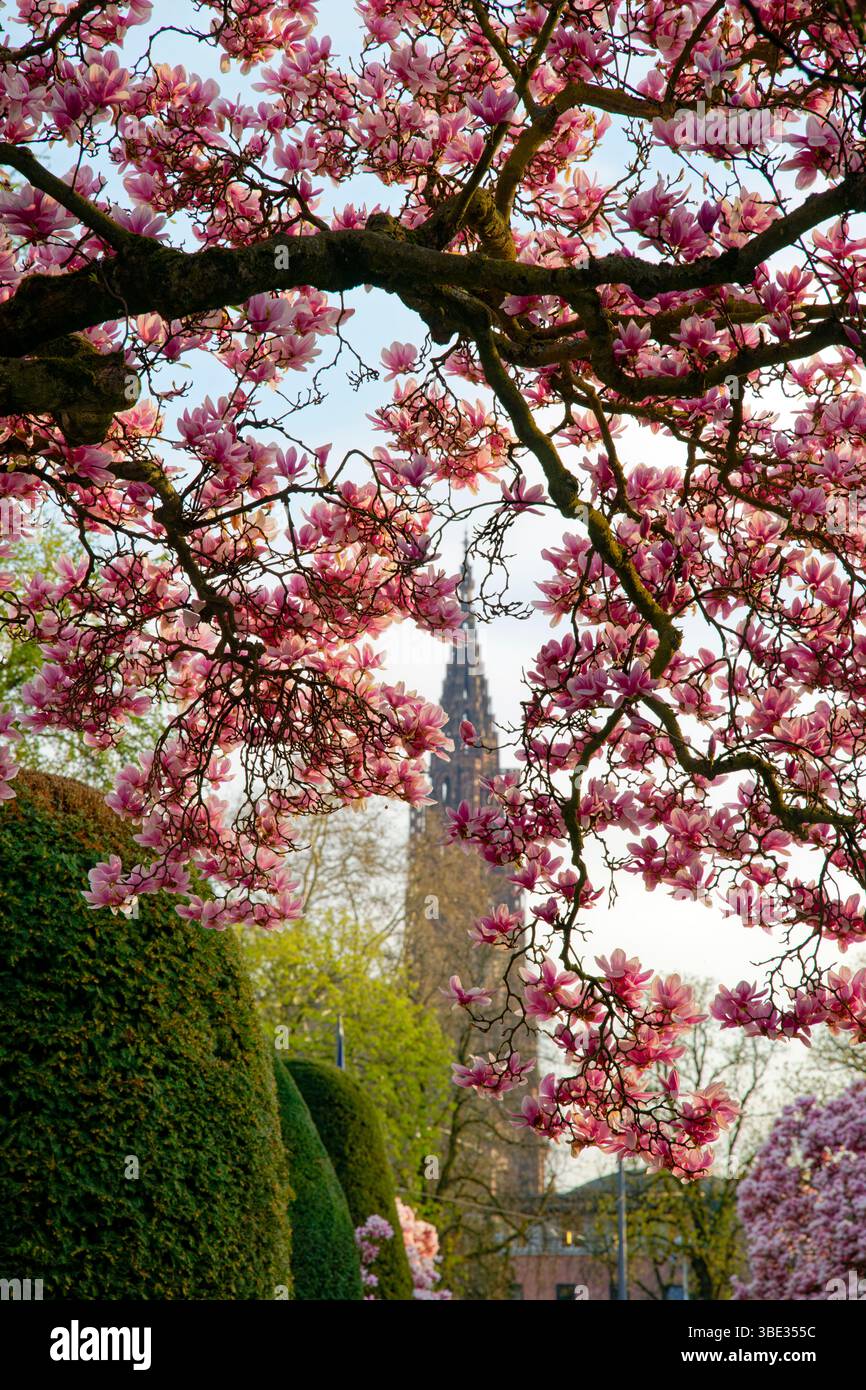 France, Bas Rhin, Strasbourg, quartier Neustadt datant de la période allemande inscrit au patrimoine mondial de l'UNESCO, place de la République, magnolia en fleurs, cathédrale notre-Dame en arrière-plan Banque D'Images