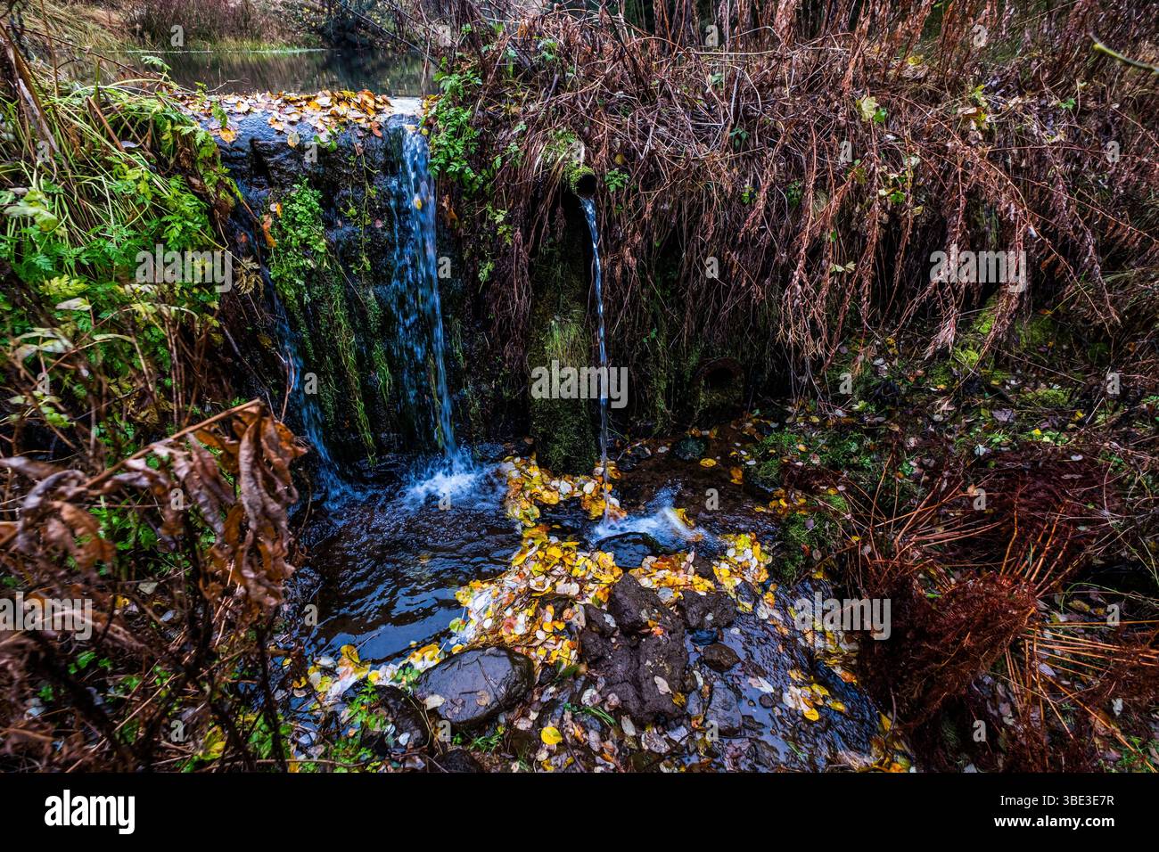 France, Ardèche, Sainte-Eulalie, Mont Gerbier de jonc, sources de la Loire Banque D'Images