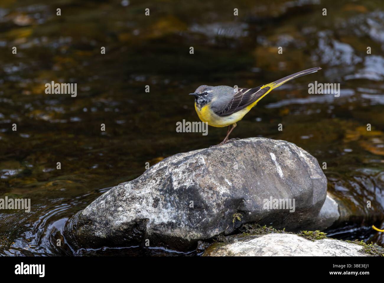 Oiseau à queue de mouche gris 'Motacilla cinerea' debout sur le rocher au bord des eaux de la rivière 'Dodder', Dublin, Irlande Banque D'Images