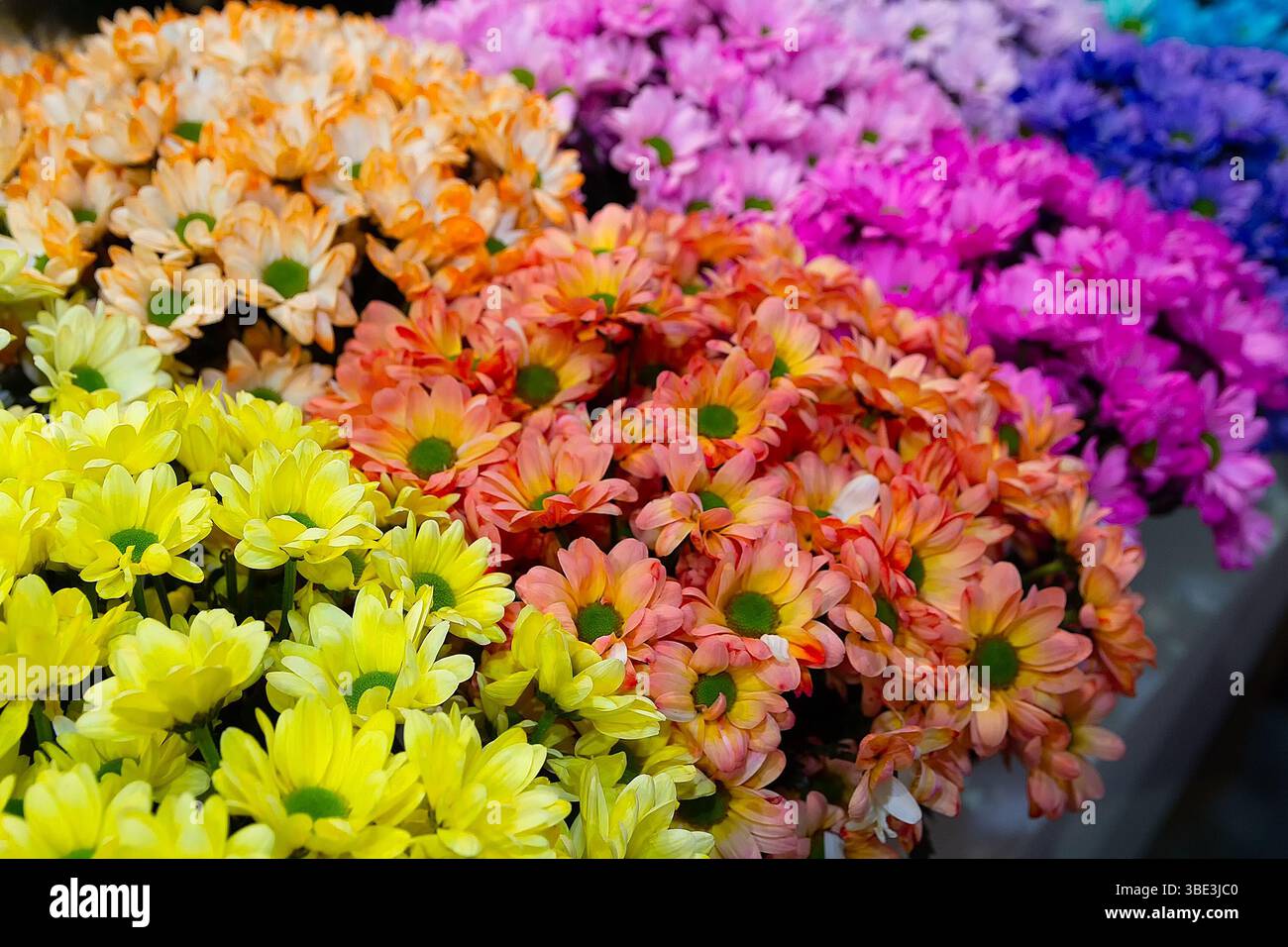 Beaux chrysanthèmes multicolores dans un magasin de fleurs. Fleurs Banque D'Images
