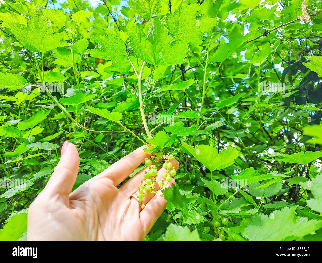 Arbuste de cassis poussant dans le jardin. Fond de cassis. gros plan de cassis non mûr en arrière-plan. Cueillez des baies de cassis mûres à la main Banque D'Images