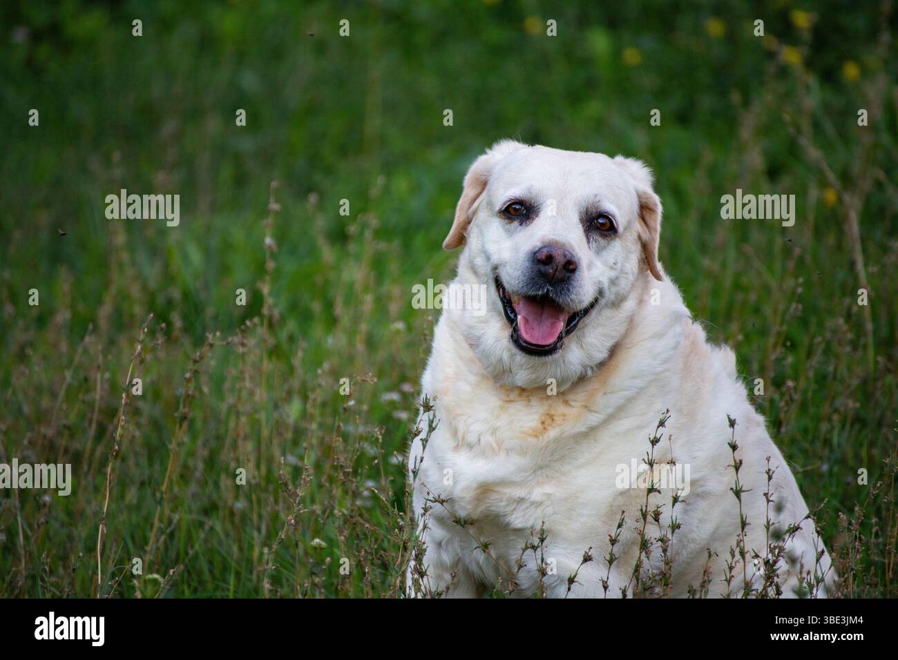 Chien blanc heureux assis dans une grande herbe verte souriante portrait d'animal de compagnie. Banque D'Images
