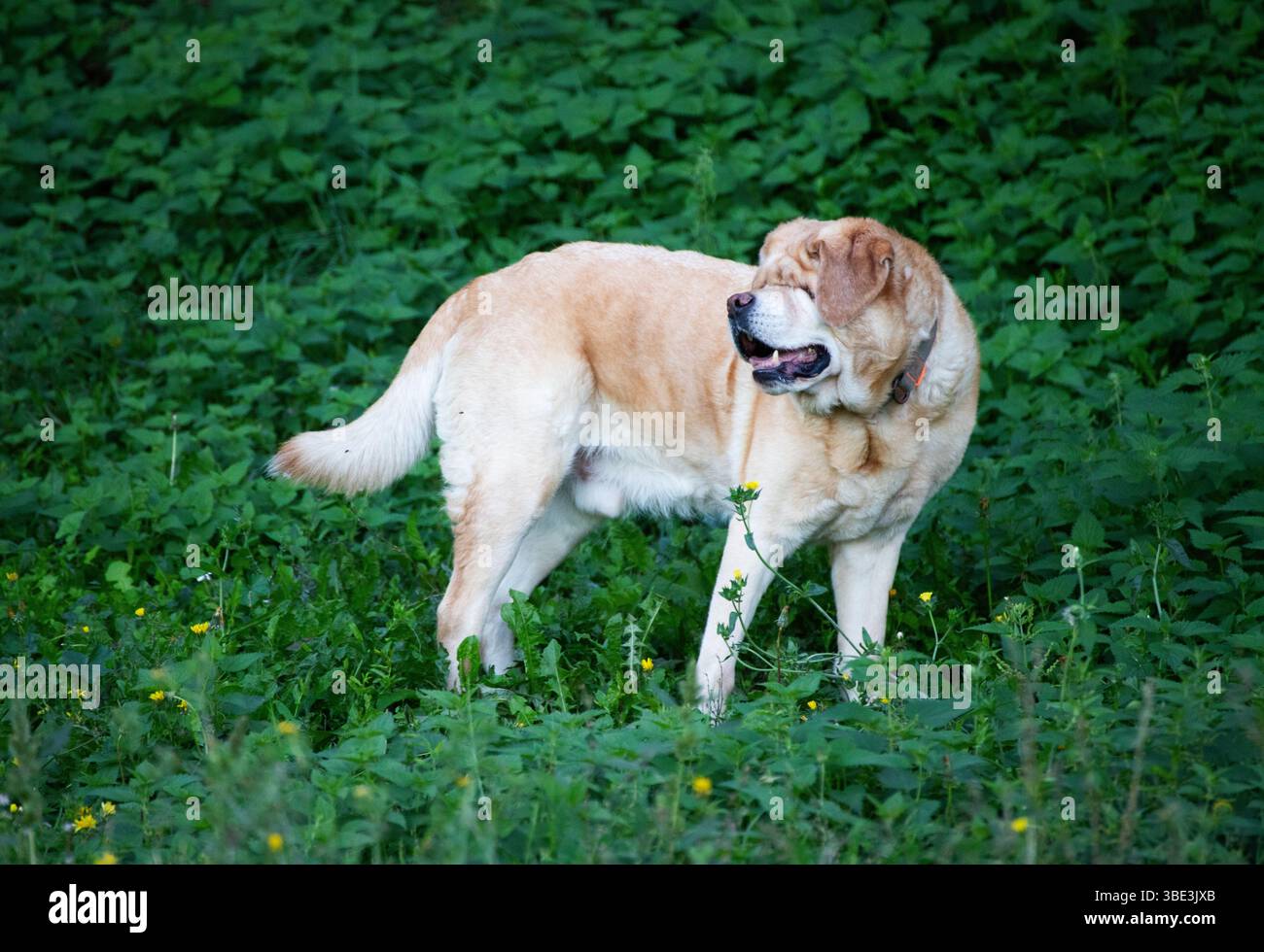 Grand chien de couleur crème dans l'herbe verte luxuriante portrait d'animal extérieur. Banque D'Images