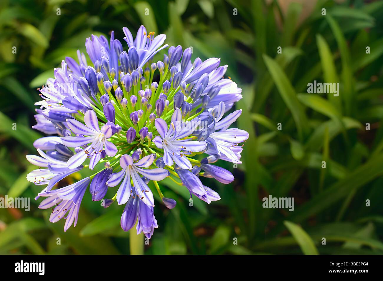Une fleur violette vibrante avec des fleurs ouvertes et des bourgeons fermés, se démarquant sur un fond vert flou doux. Parfait pour les thèmes du jardinage, nat Banque D'Images