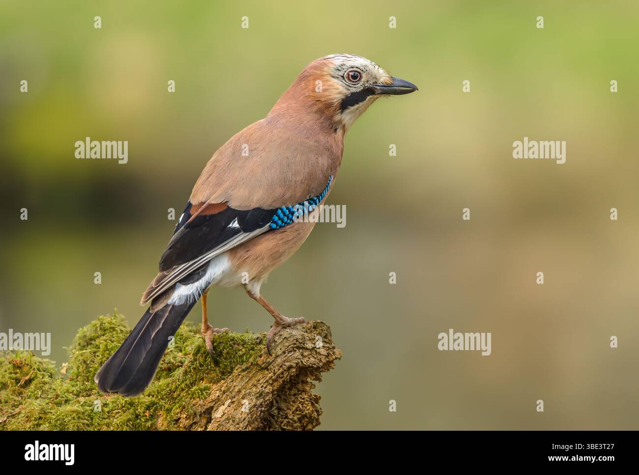 Jay au printemps. Gros plan d'un Jay eurasien perché sur une bûche verte moussue et orienté vers la droite. Nettoyer l'arrière-plan. Nom scientifique : Garrulus glandarius. Banque D'Images