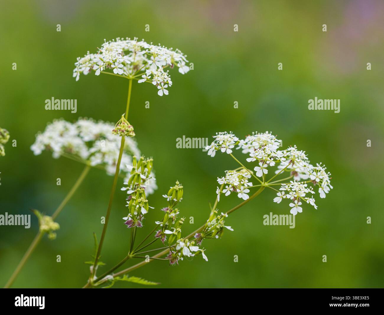 Ombres de fin de printemps de fleurs blanches de la fleur sauvage indigène du Royaume-Uni, Anthriscus sylvestris, persil de vache Banque D'Images Ombres de fin de printemps de fleurs blanches de la fleur sauvage indigène du Royaume-Uni, Anthriscus sylvestris, persil de vache Banque D'Images
