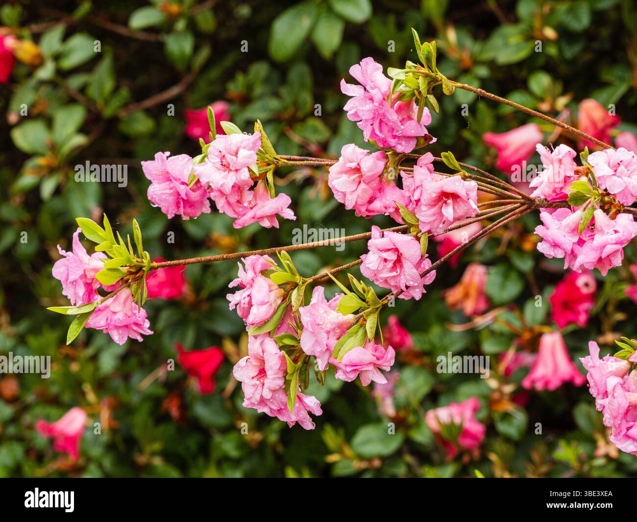 Fleurs roses doubles de l'azalée persistante robuste fleurissant à la fin du printemps, Rhododendron 'Rosebud' Banque D'Images
