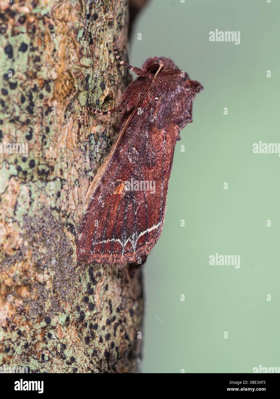 Début d'été volant ligne brillante Brown-eye, Lacanobia oleracea, Tomato Moth, dans un jardin britannique Banque D'Images