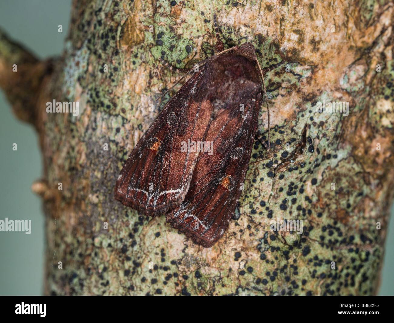 Début d'été volant ligne brillante Brown-eye, Lacanobia oleracea, Tomato Moth, dans un jardin britannique Banque D'Images