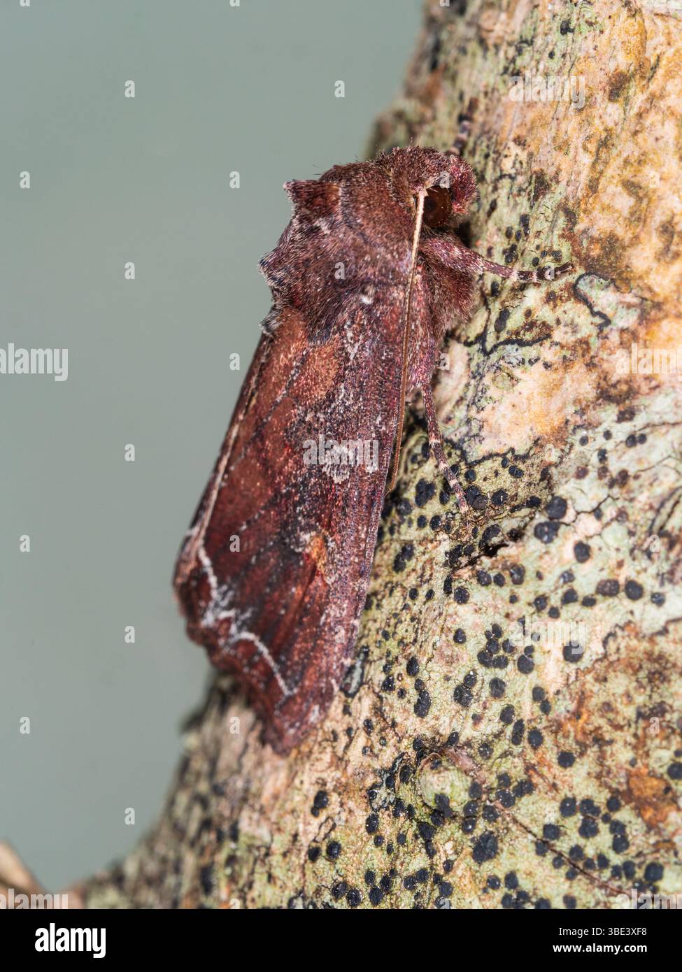 Début d'été volant ligne brillante Brown-eye, Lacanobia oleracea, Tomato Moth, dans un jardin britannique Banque D'Images