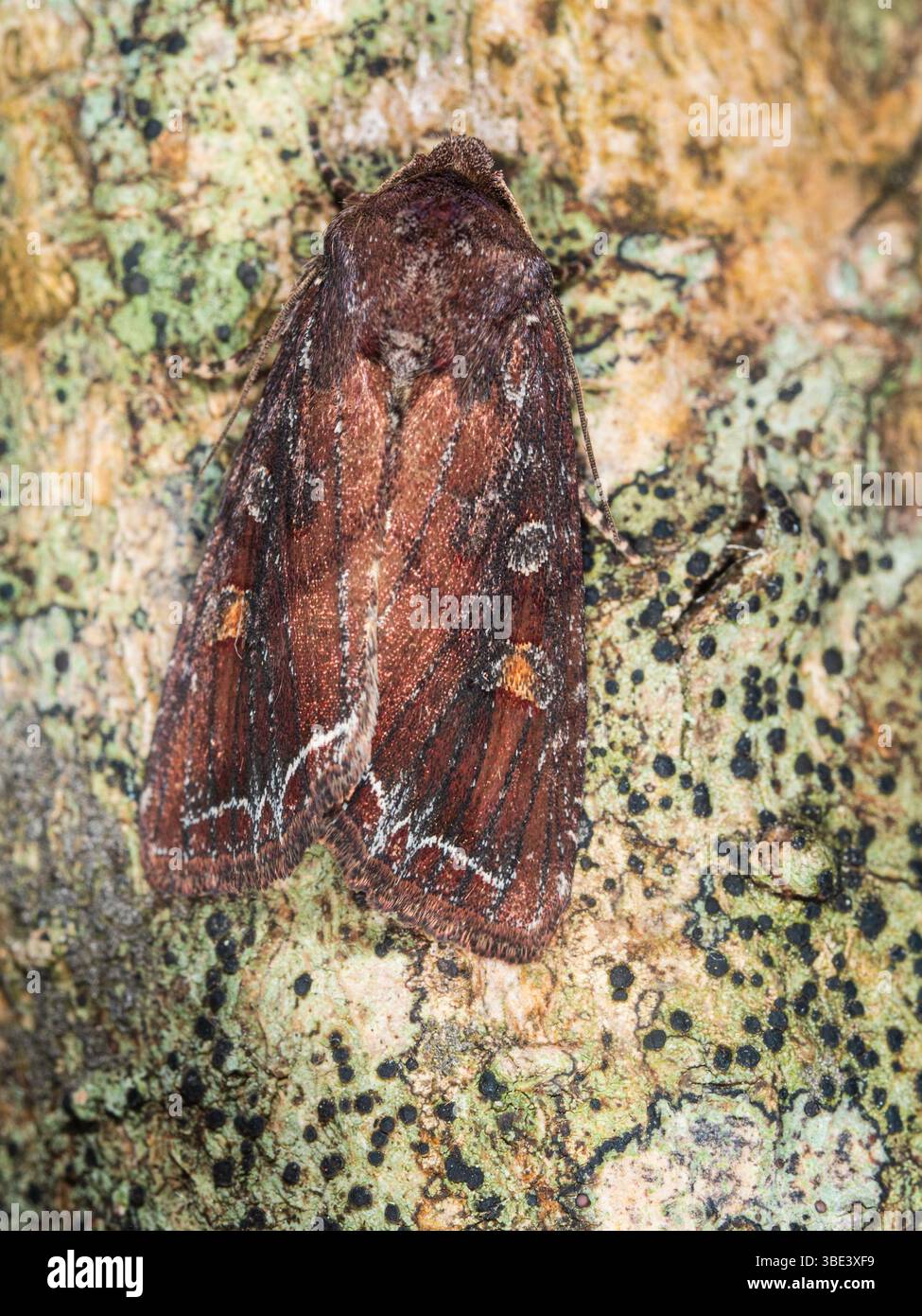 Début d'été volant ligne brillante Brown-eye, Lacanobia oleracea, Tomato Moth, dans un jardin britannique Banque D'Images